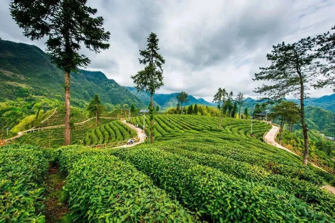 汉中镇巴富硒茶