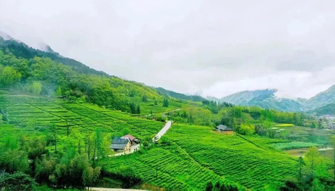 汉中镇巴富硒茶