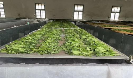 原始富硒手工茶