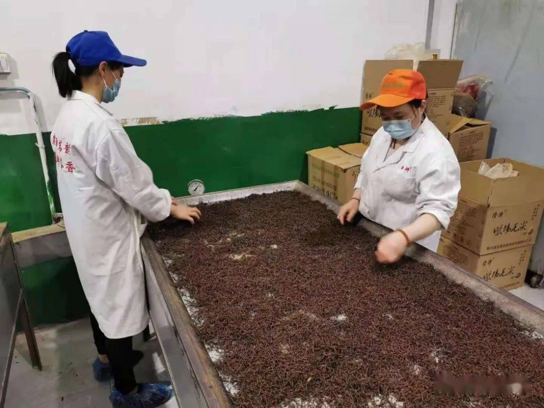 紫阳富硒茶机遇