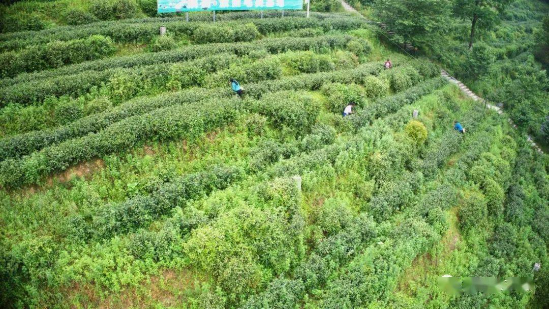 紫阳富硒茶机遇