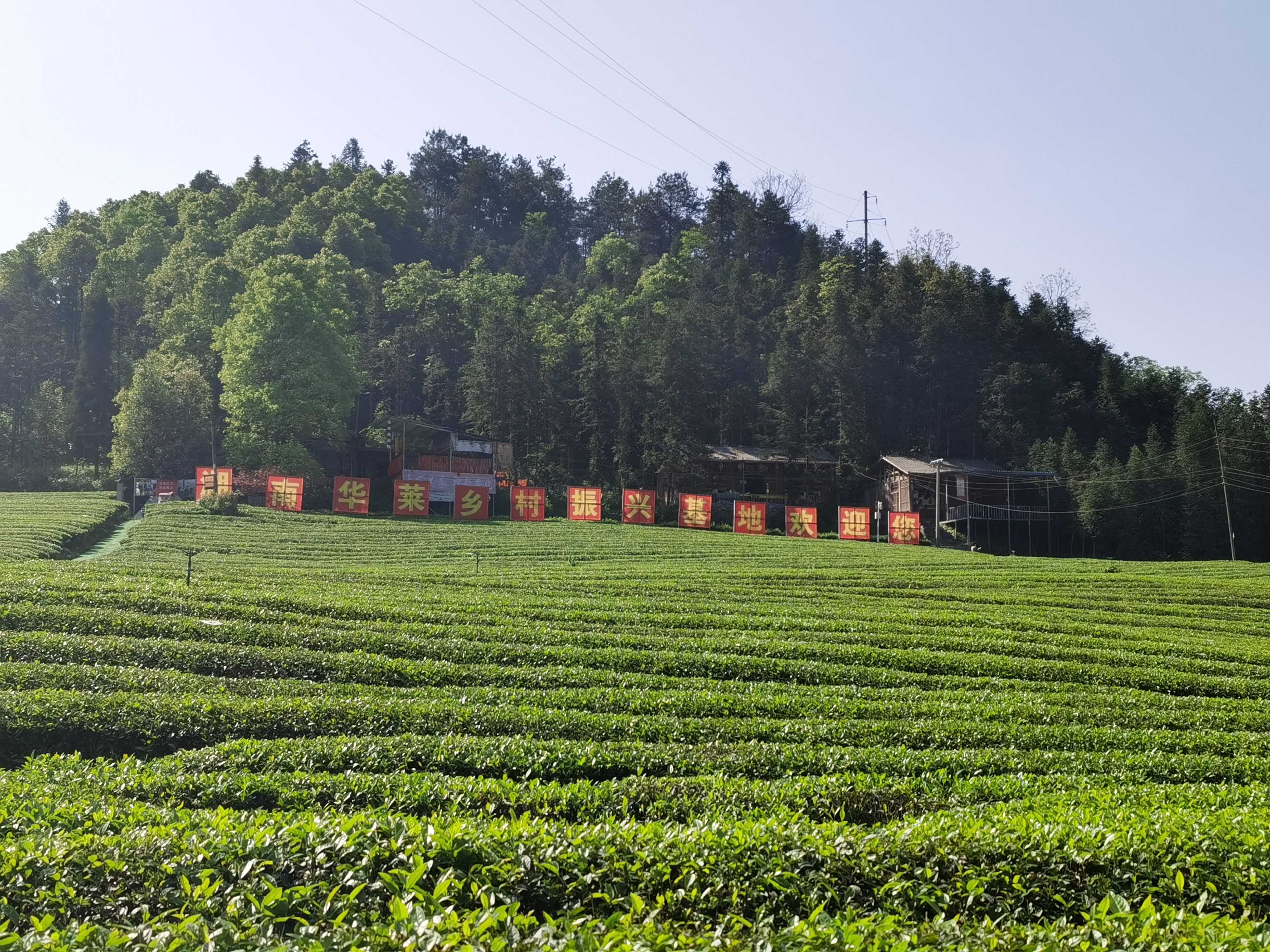 富硒茶恩施茶园