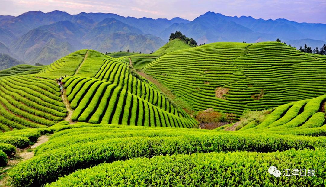 重庆富硒茶加工