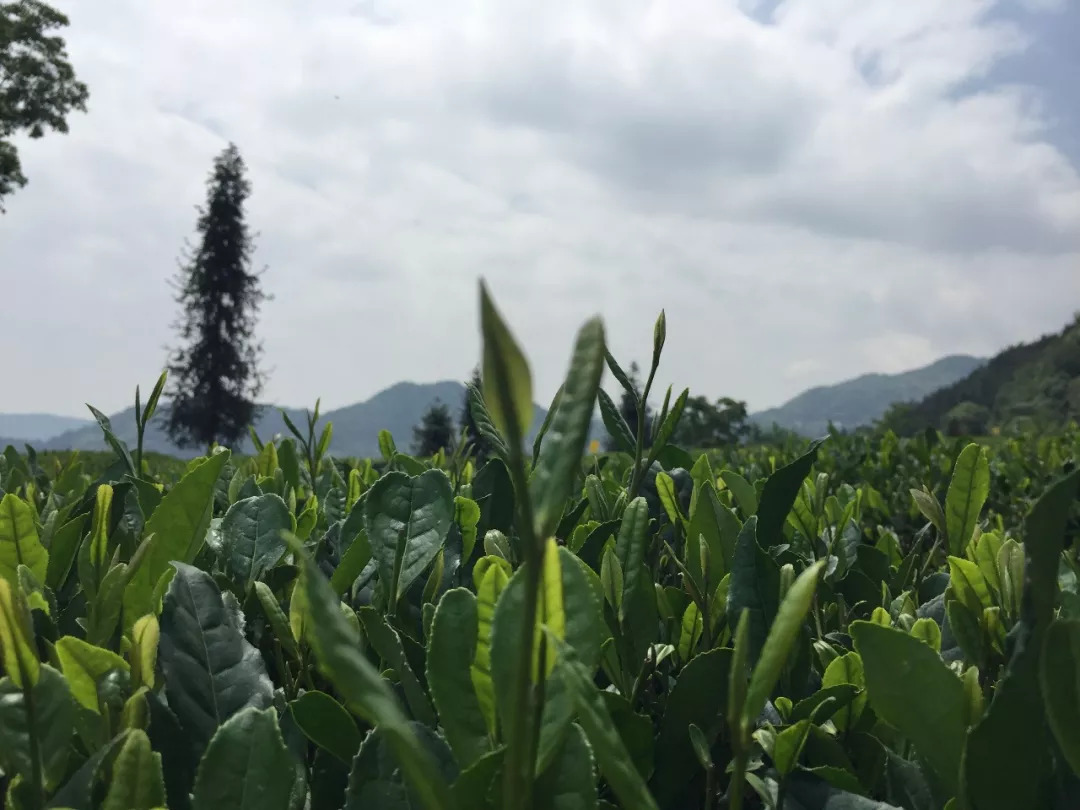 赞美恩施富硒茶