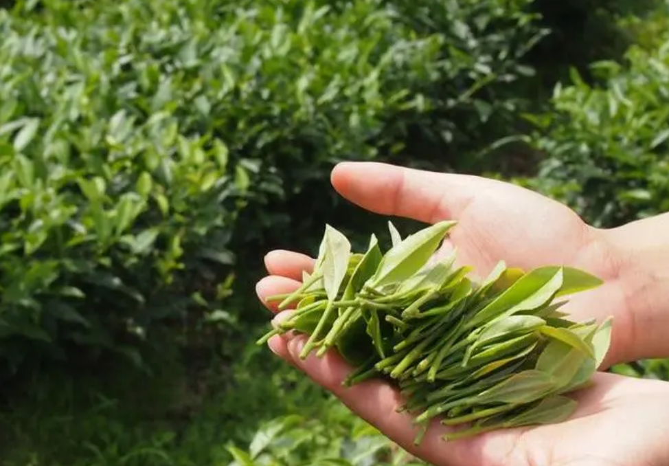 湖北土家富硒茶