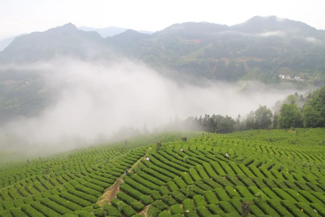 利川龙船富硒茶