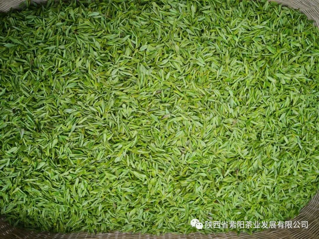 紫阳富硒茶鉴别