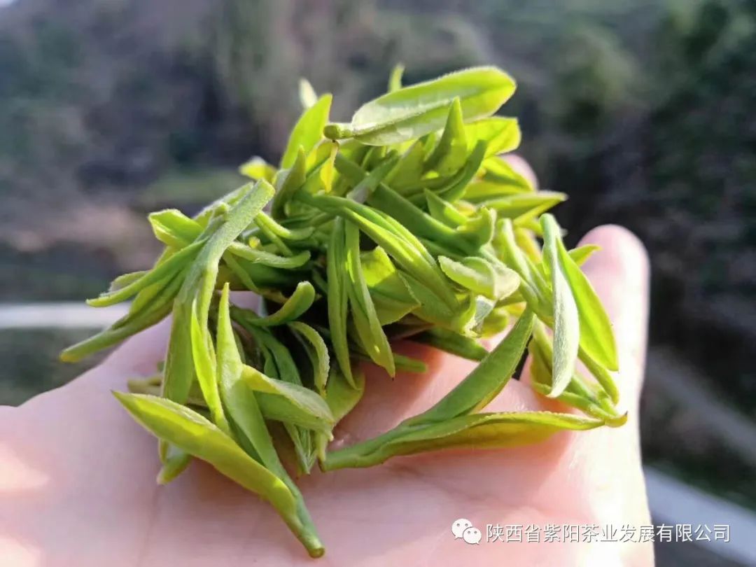 紫阳富硒茶鉴别