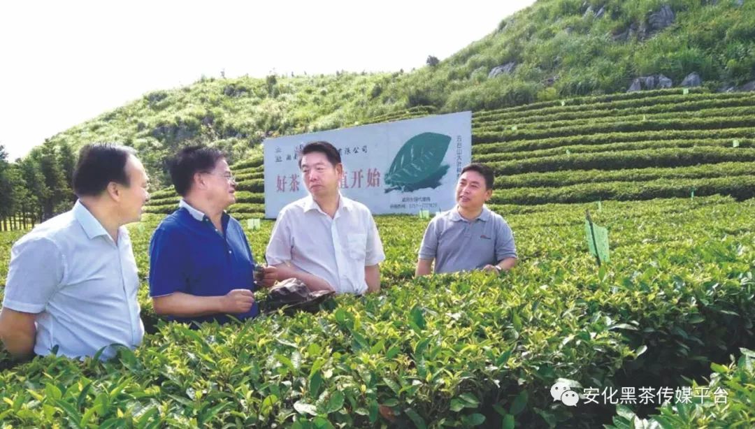 富硒茶税收调查