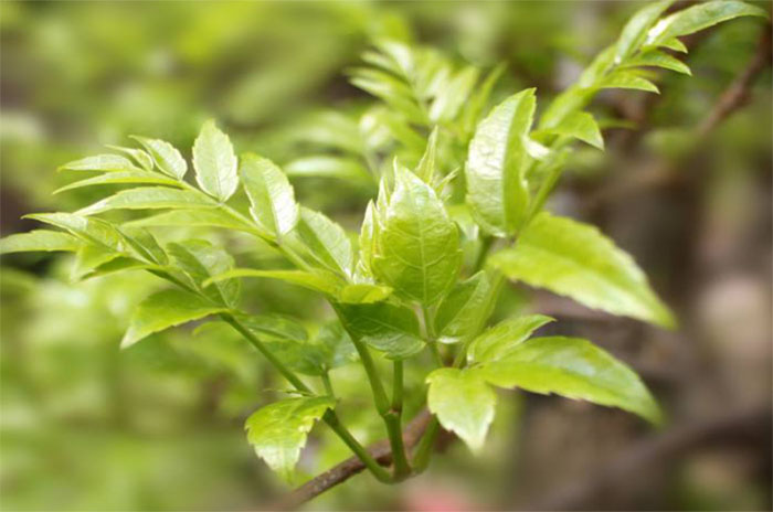 叫茶不是“茶”，藤茶为什么比普通茶叶更受欢迎？