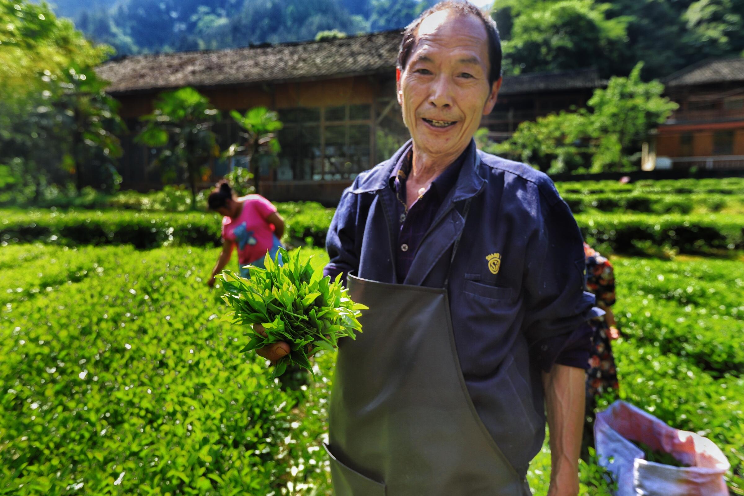 贵州富硒茶绿茶
