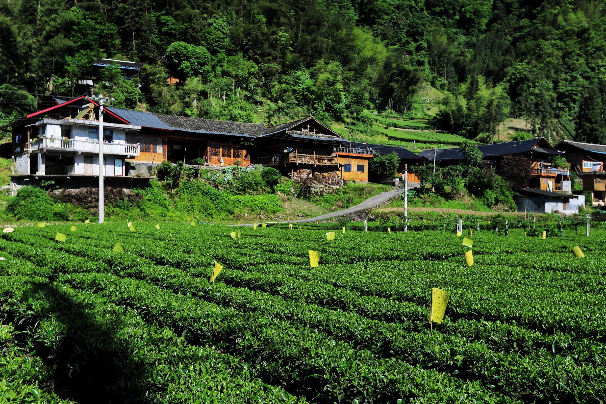 贵州富硒茶绿茶
