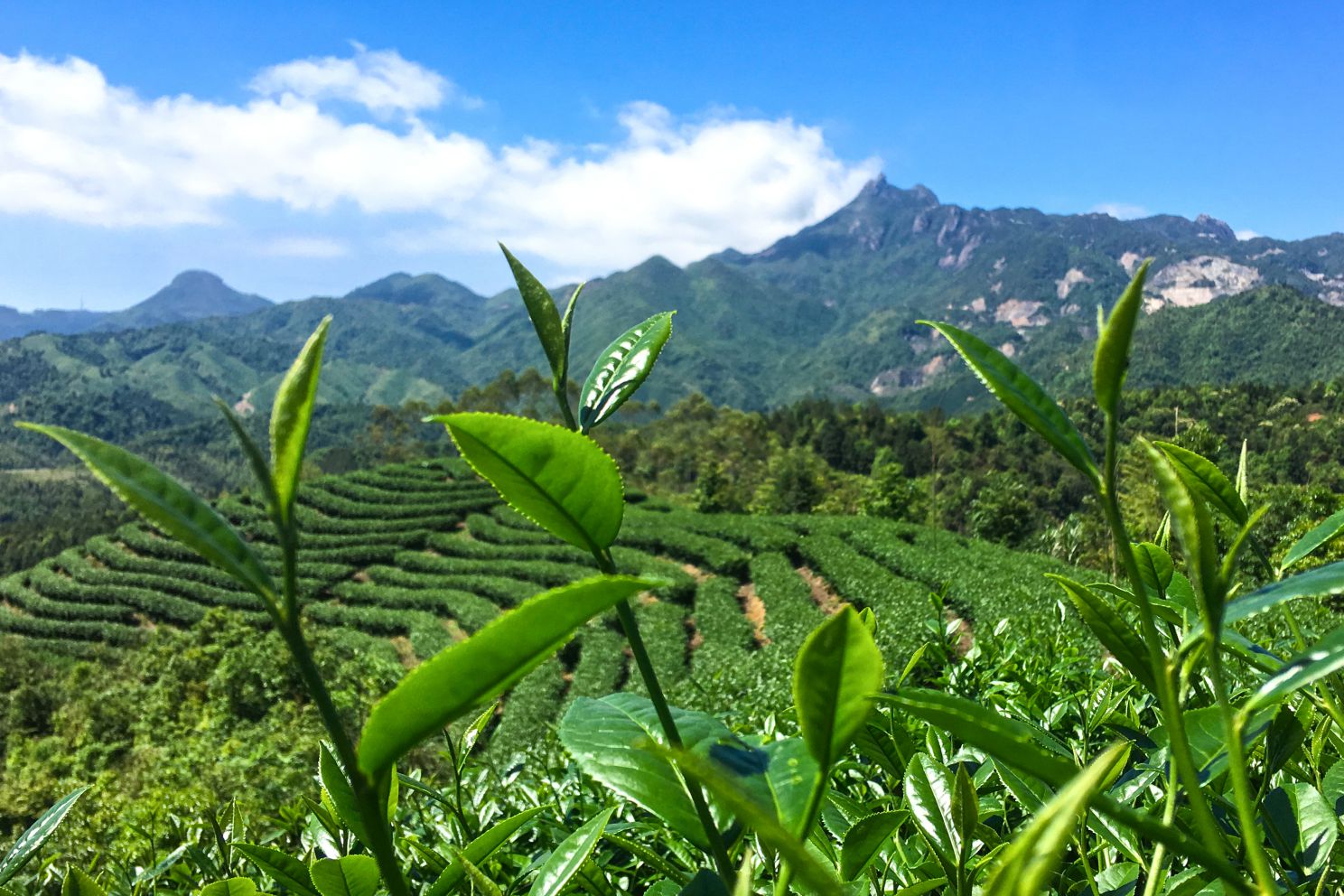 同安富硒有机茶