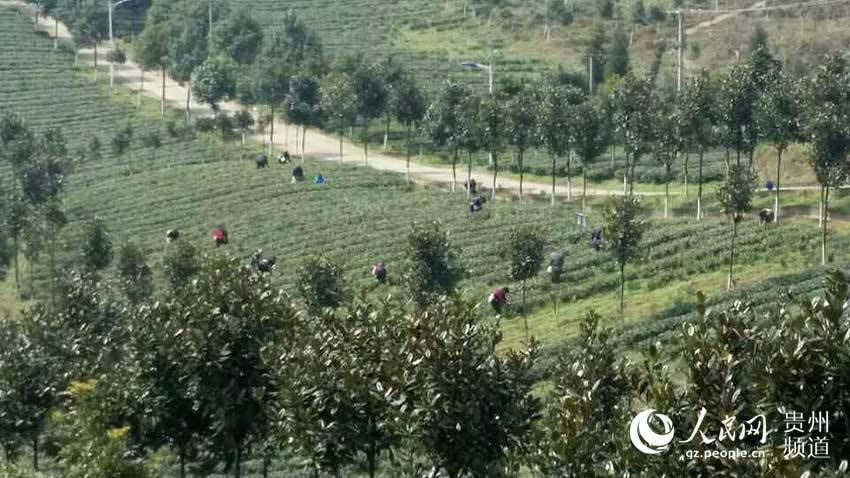 同安富硒有机茶(富硒茶园)-硒宝网