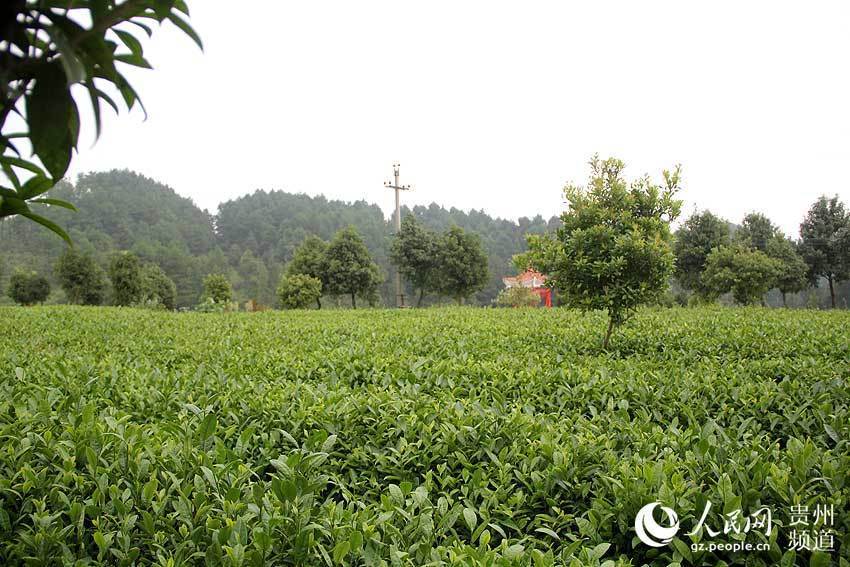 同安富硒有机茶(富硒茶园)-硒宝网