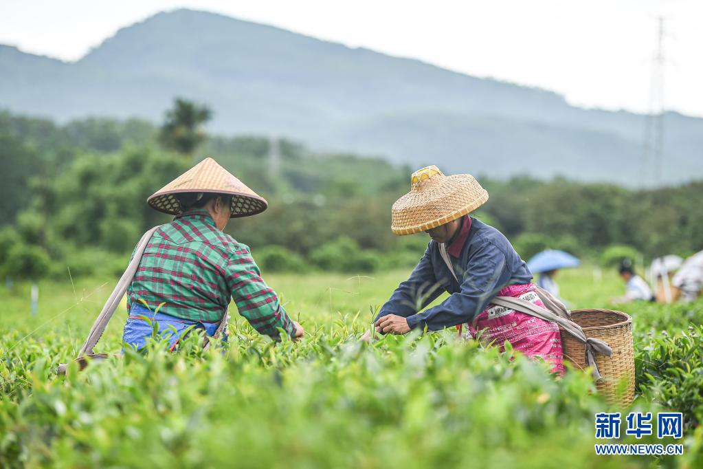 富硒茶企业标准