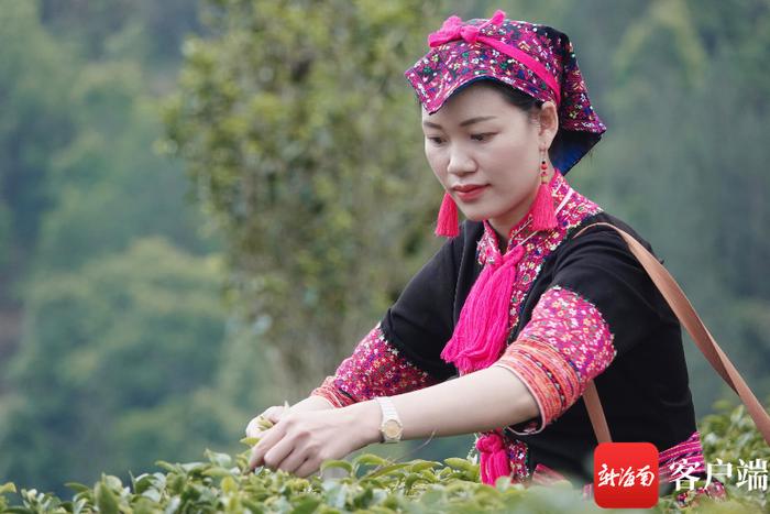 梁妹珍在茶园采摘茶青。 受访者供图