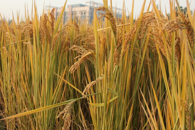 广西富硒茶标准