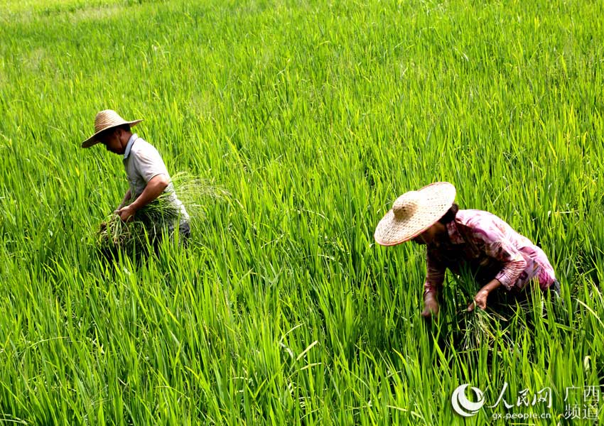 广西富硒茶标准