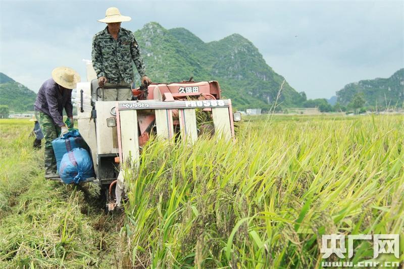广西富硒茶标准
