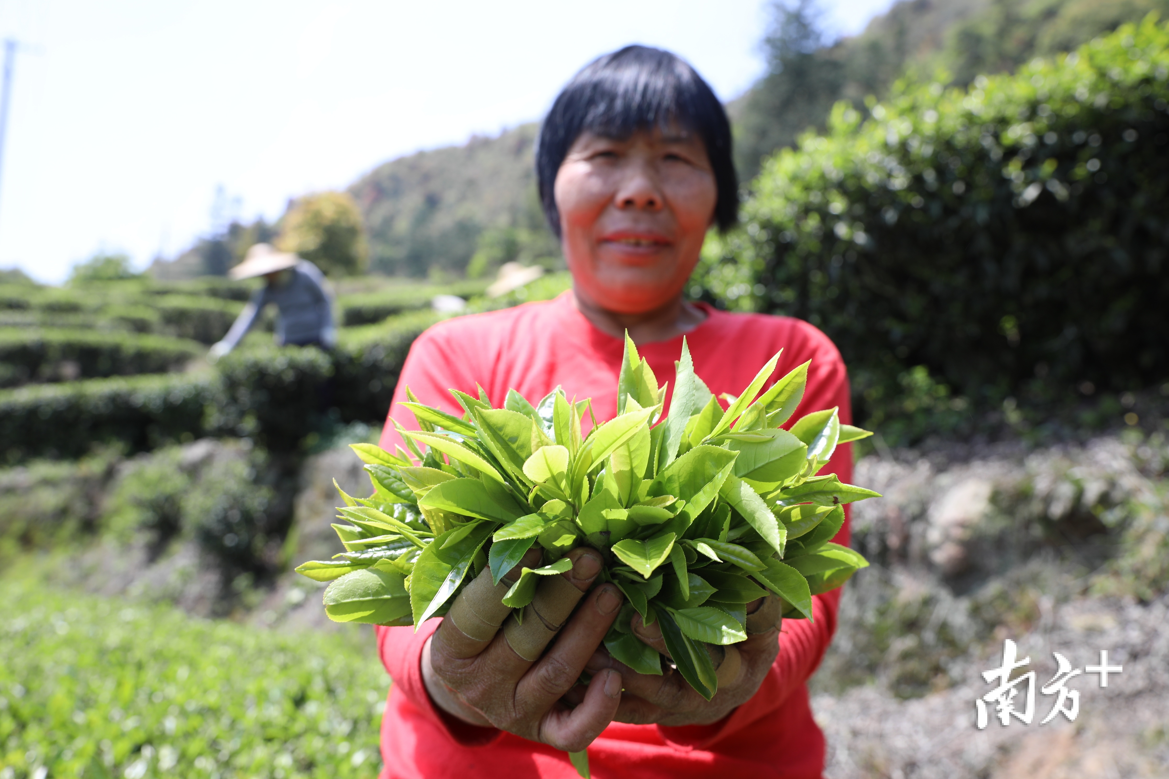 紫阳富硒茶长寿