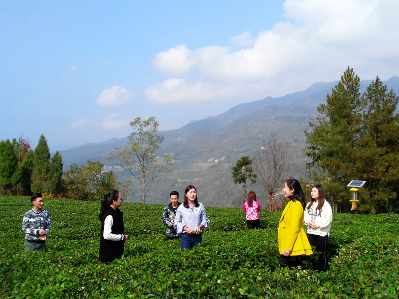 江西富硒茶味道(富硒茶文化)-硒宝网