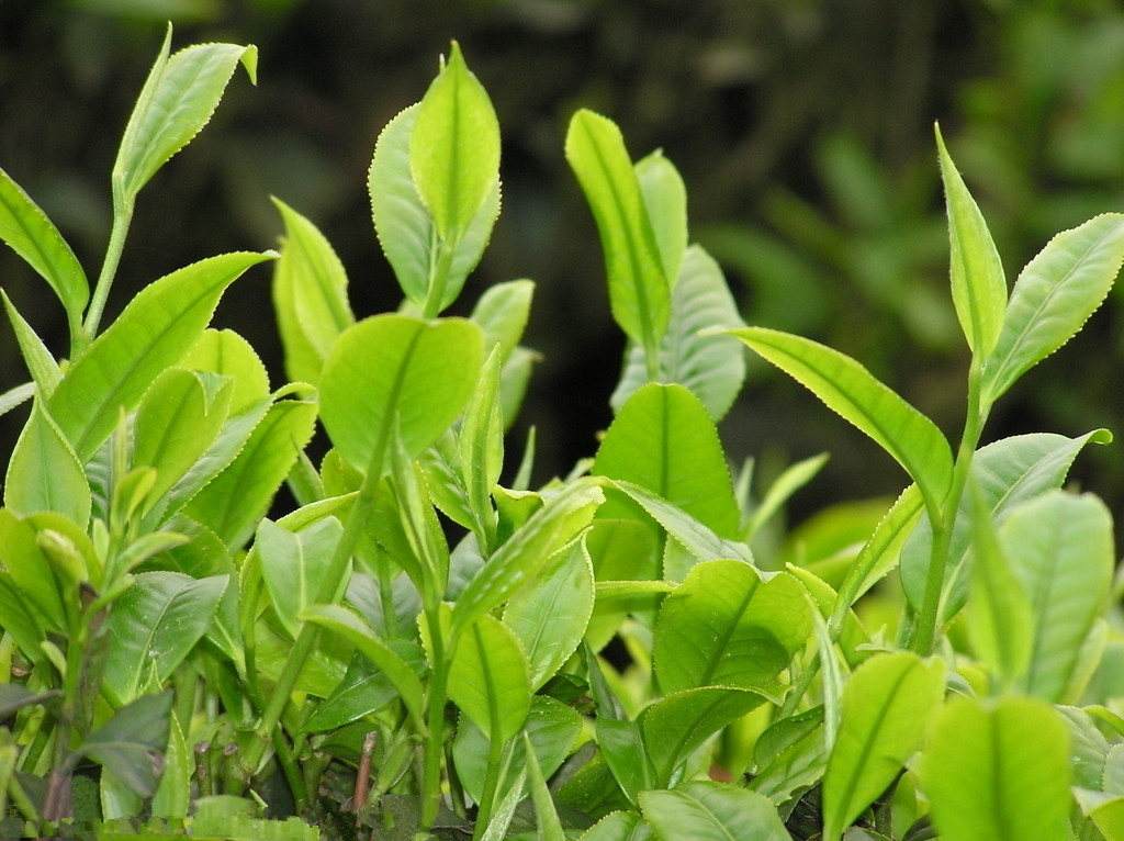 富硒茶有什么好处？富硒茶是不是绿茶？富硒茶有什么优点