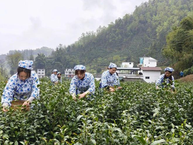 永州富硒有机茶