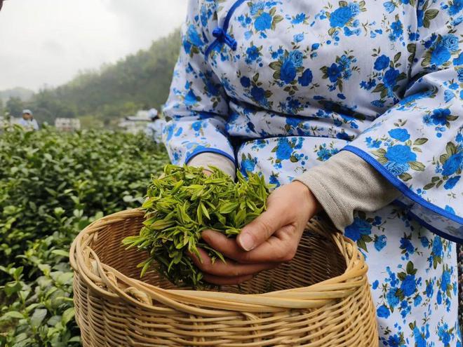 永州富硒有机茶