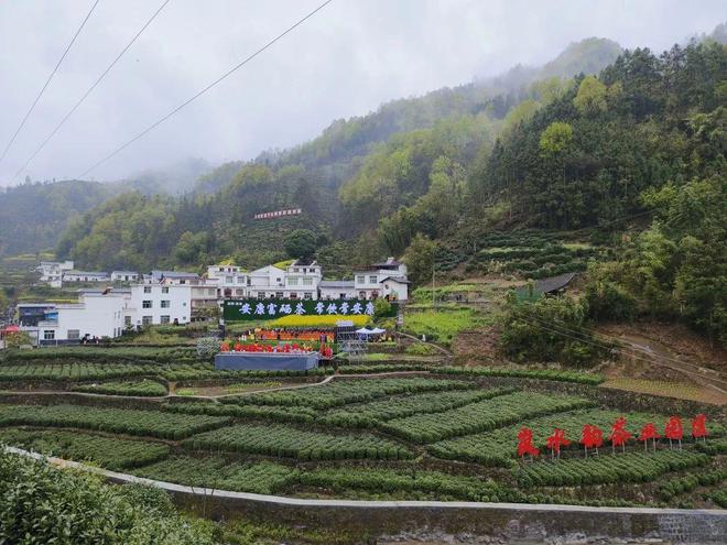永州富硒有机茶