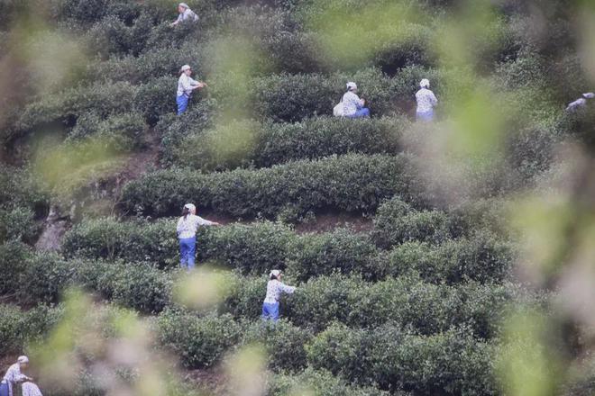 永州富硒有机茶