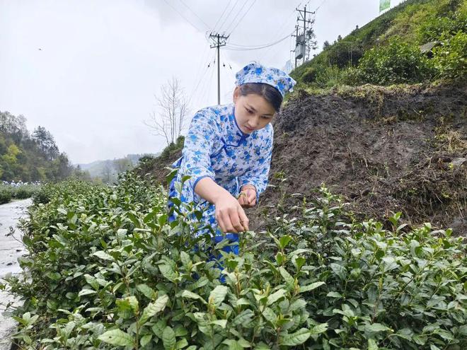 永州富硒有机茶