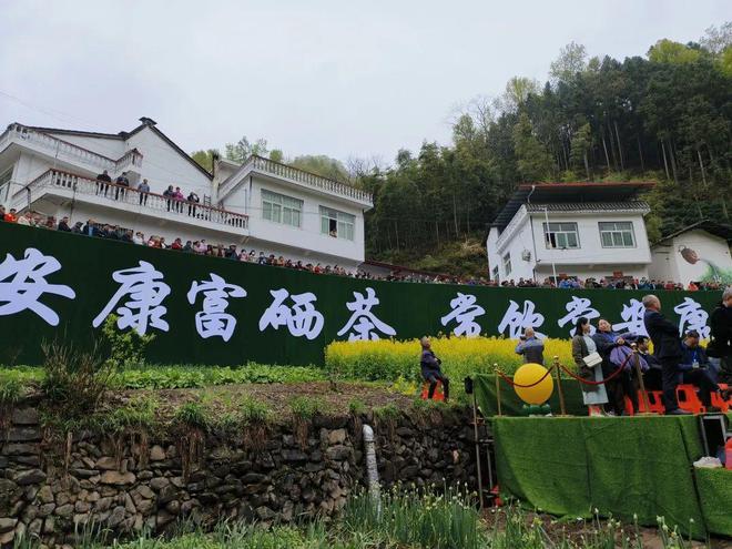 永州富硒有机茶