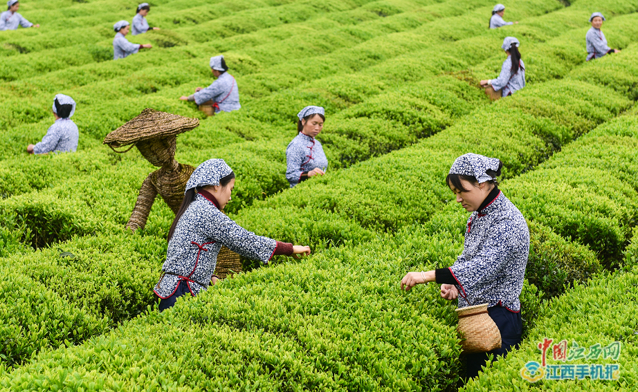 凤冈富硒茶炒青