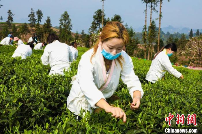 旬阳富硒茶基地