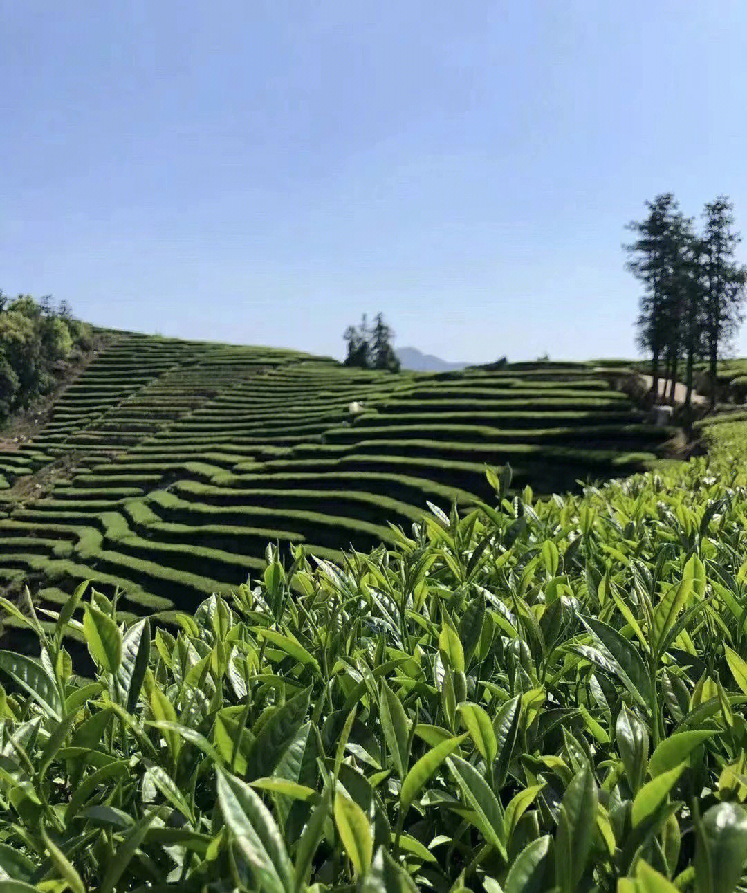 恩施富硒茶芭蕉
