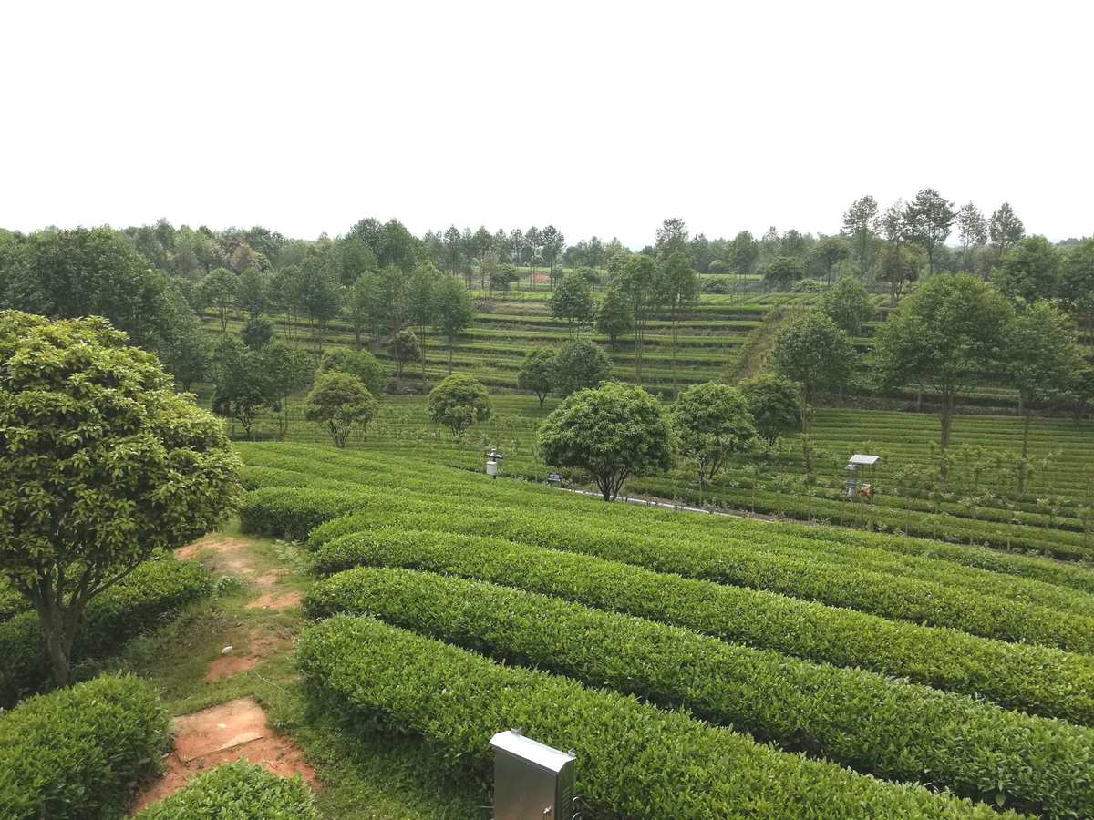 湖南富硒茶企业