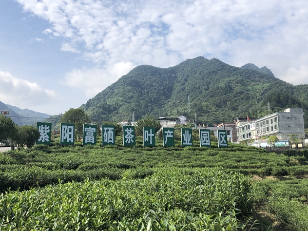紫阳富硒茶文集