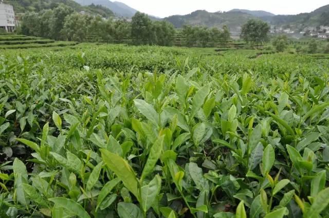 紫阳富硒茶文集