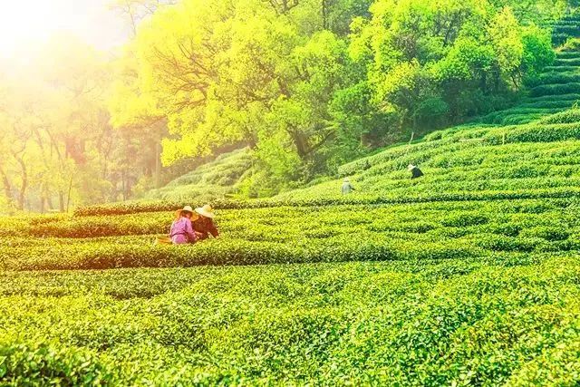 恩施富硒茶真假