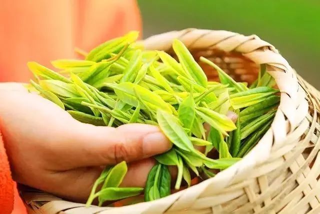 恩施富硒茶真假