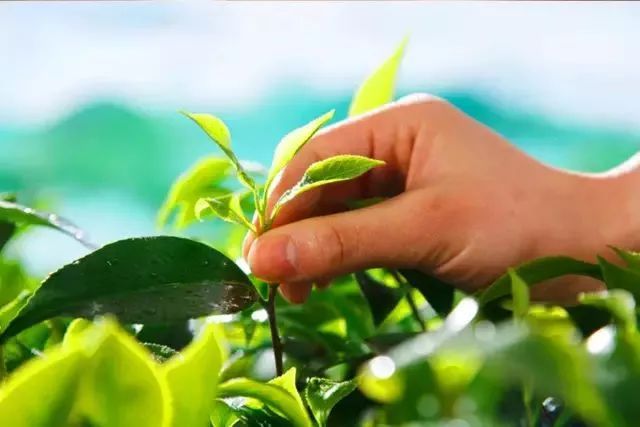 恩施富硒茶真假