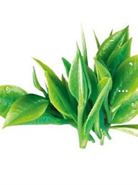 含硒的茶叶对人有哪些好处
