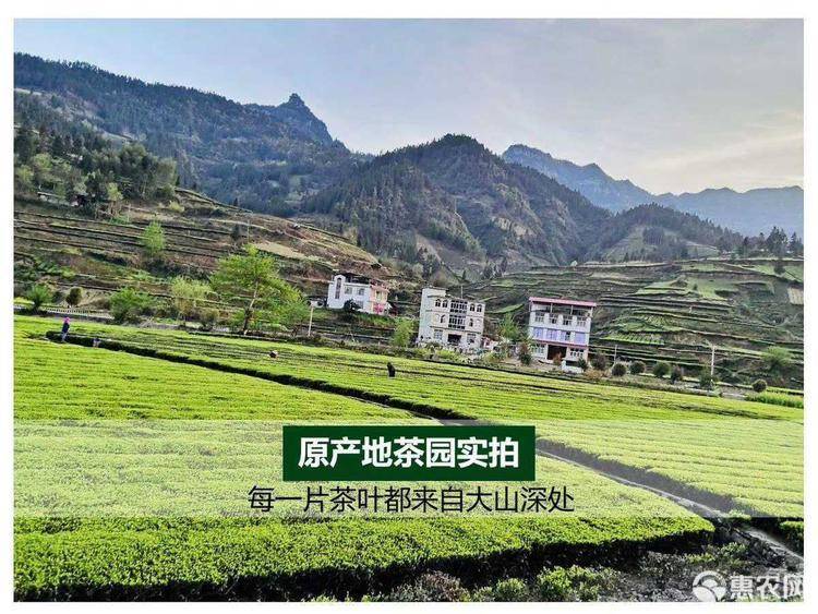 土家富硒茶特价