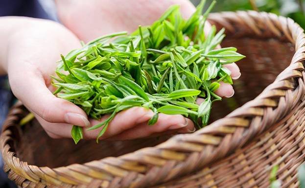富硒茶冲泡颜色