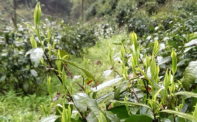 霄坑村茶树