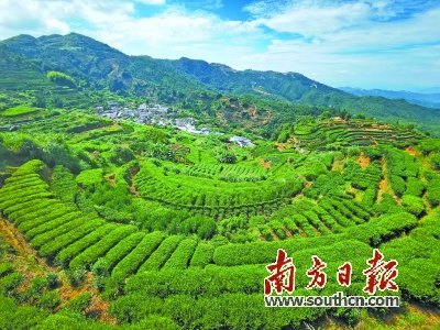 雄风高山富硒茶