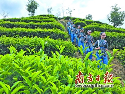 雄风高山富硒茶