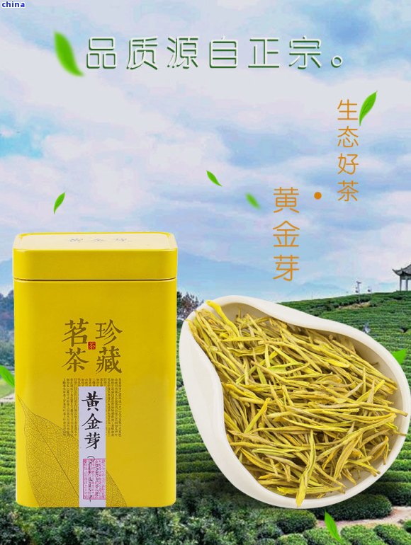 黄金芽茶叶价格：一盒、一两黄金一两茶一两芽，属于哪种茶？多少钱一斤？
