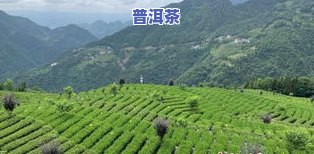湖北恩施有什么茶叶出名，探秘湖北恩施：那些出名的茶叶你都知道吗？